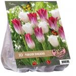 Baltus Urban Flowers Virgin dreams bloembollen per 10 stuks